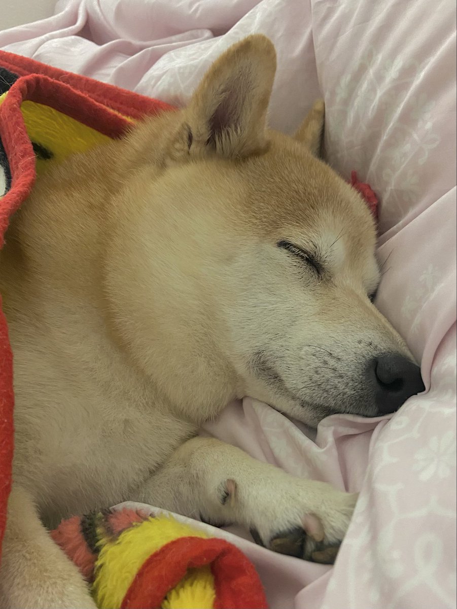 夕散歩もいっぱい歩きました🐕
おやすみなさい🐶⭐
#柴犬