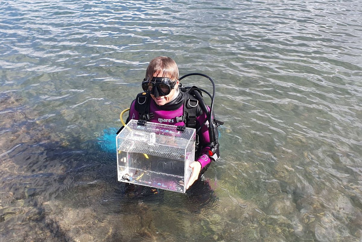 Oltre 150 cavallucci riprodotti all'Acquario di Genova rilasciati nel Mar Piccolo di Taranto liguria.bizjournal.it/2025/10/29/cav…