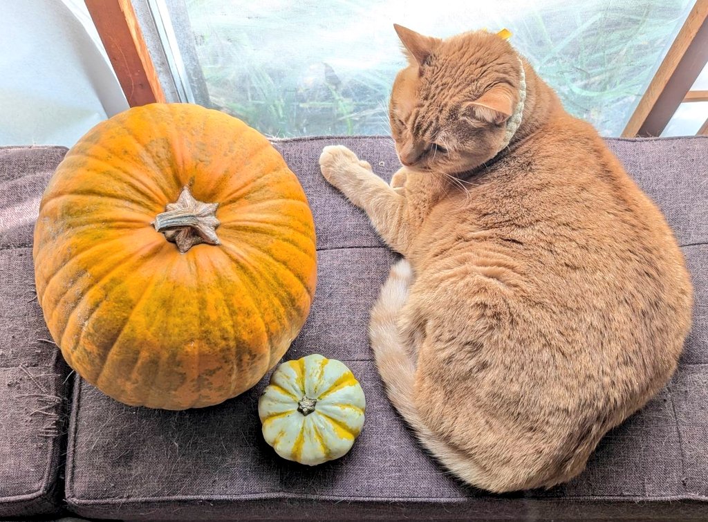 おとらorange (@otora4chu_chu1) / Posts / X