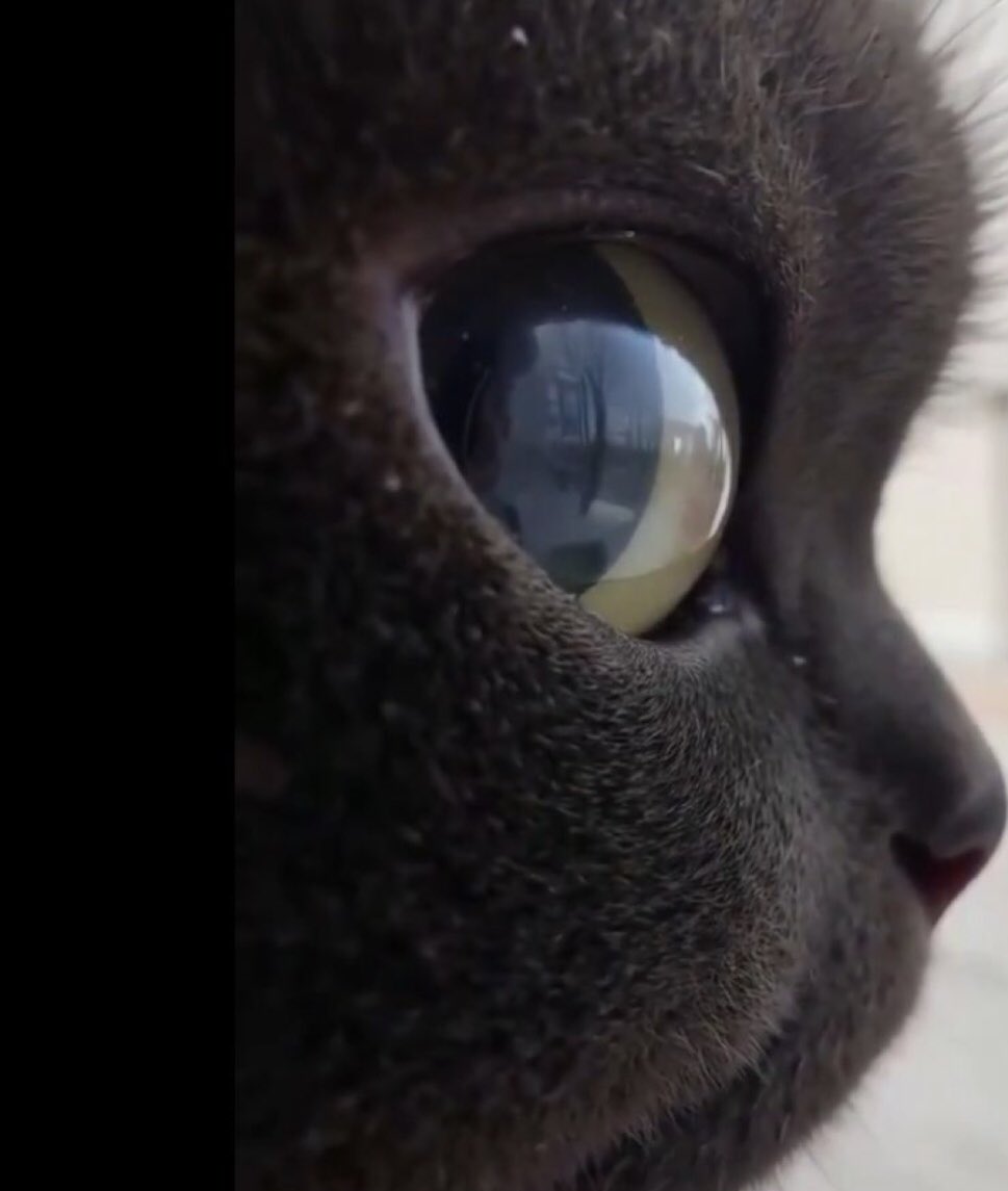 _m09e's tweet image. حبيبي هواً يتأملني وأتاملهً علىً مقطوعة(هواً يناظرني وأناً أناظره)♥️✨