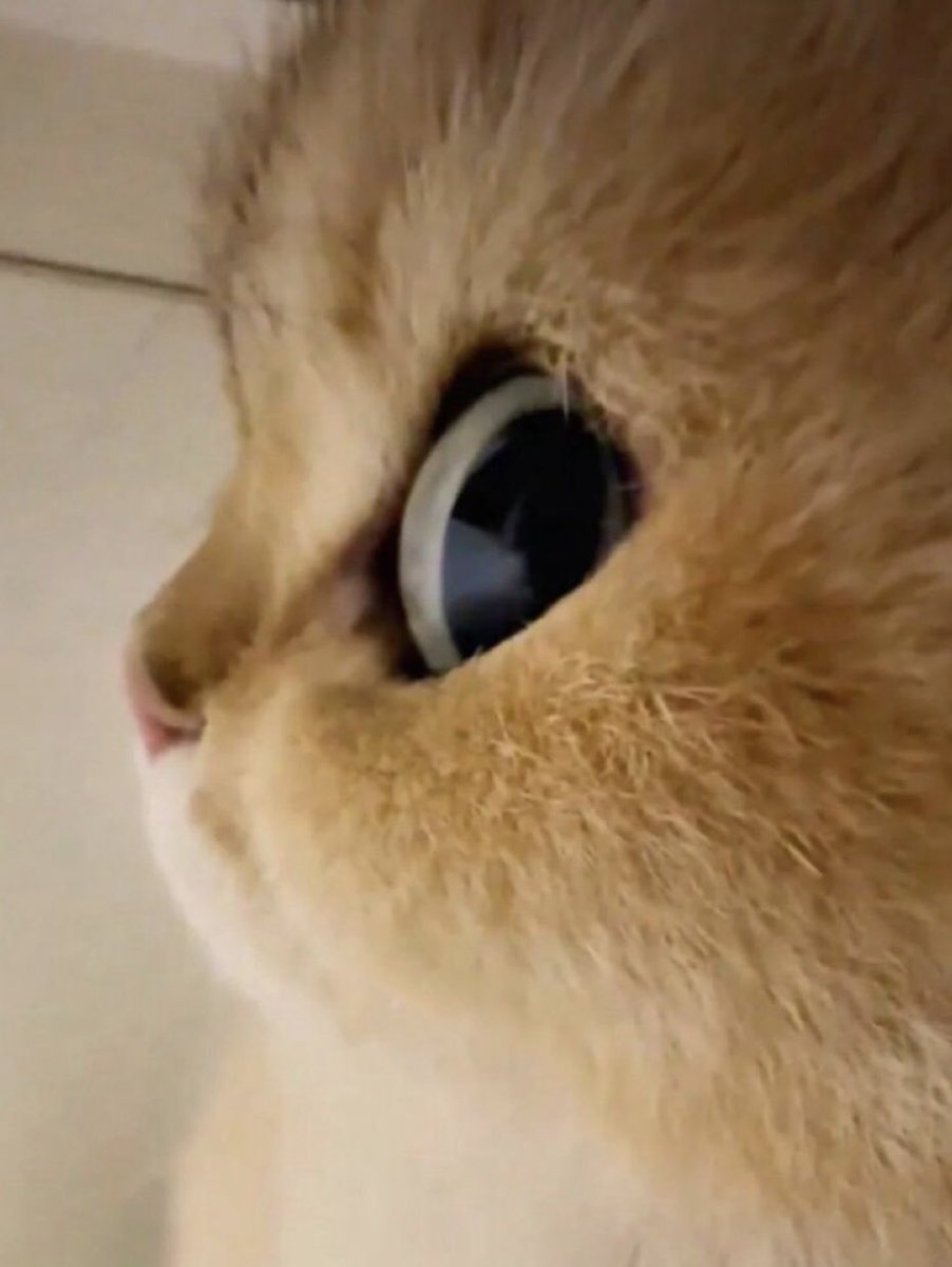 _m09e's tweet image. حبيبي هواً يتأملني وأتاملهً علىً مقطوعة(هواً يناظرني وأناً أناظره)♥️✨