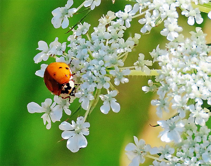 Wenn du von Herzen wünschst, 
dass alle Wesen glücklich sind, 
dann hilft das vielleicht 
tatsächlich den Wesen. 
Ganz gewiss hilft es dir. 
Denn es ändert 
deine Stimmung und deine Einstellung.