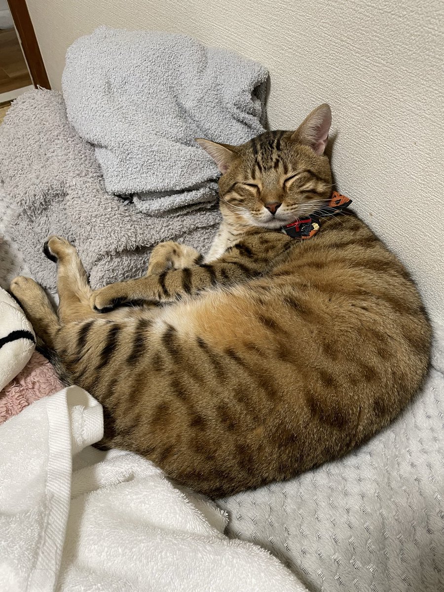 今日も1日お疲れ様でした (*´˘`*)

　明日も良い日になりますように♡

　おやすみにゃさ〜い😼😺😊🌙✨

#保護猫
#ねこかわいいね
#猫好きんと繋がりたい
#ベンガルmix
#キジサバシロ