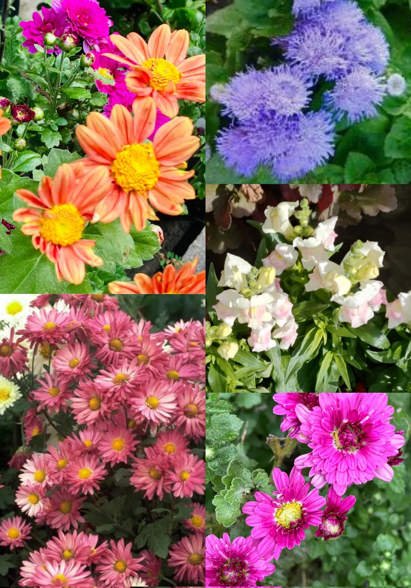 のこのこ。紫陽花リクエスト７点 プチ子 on X