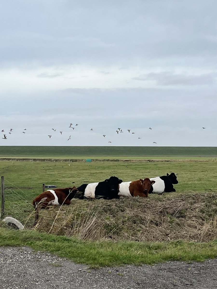 RoodkapjeDeWolf's tweet photo. De dames zijn goed in onthaasten 😊
#stroll #wandeling #walkthedogs https://t.co/kZYBu90bfJ