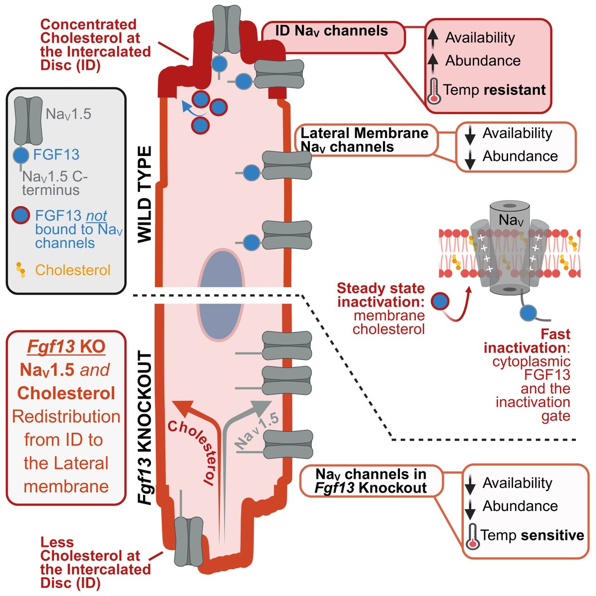 Journal of Clinical Investigation tweet media