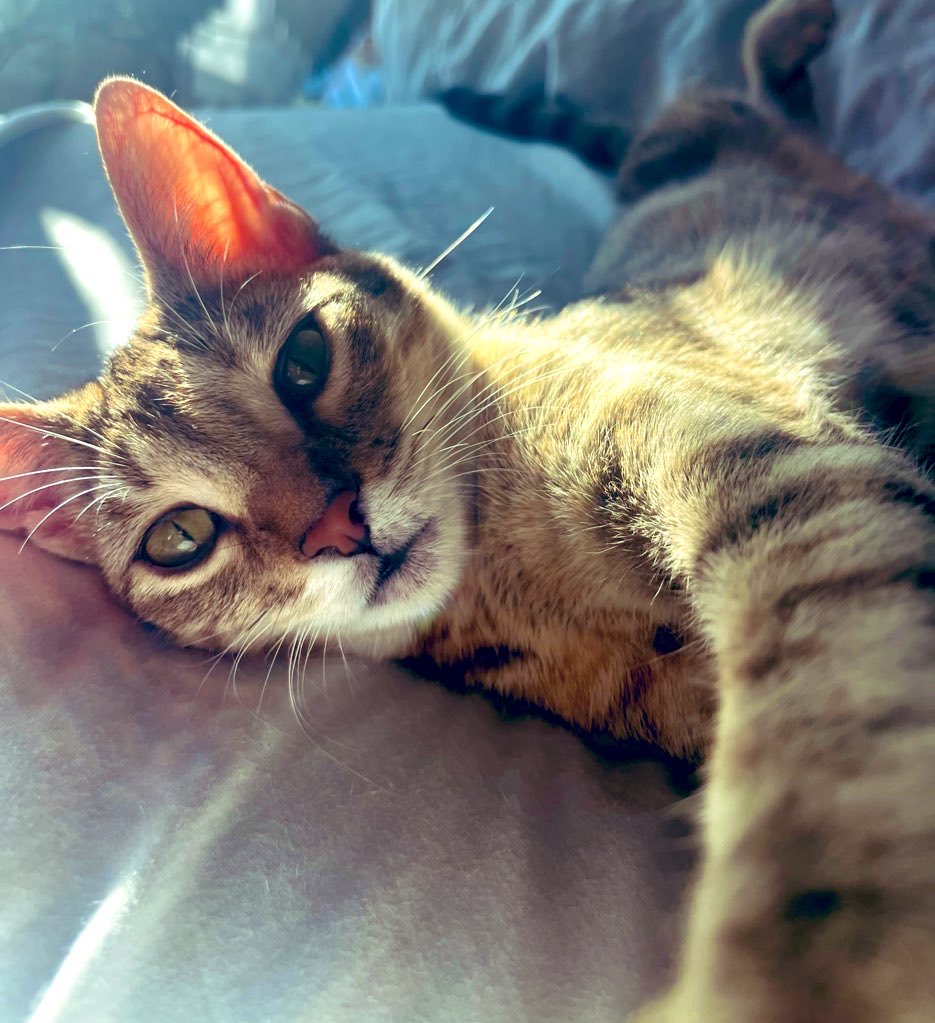 Ms.Eclectic (@ms_eclectic2) on Twitter photo Drop your kitty pictures! Drop your kitty pictures!