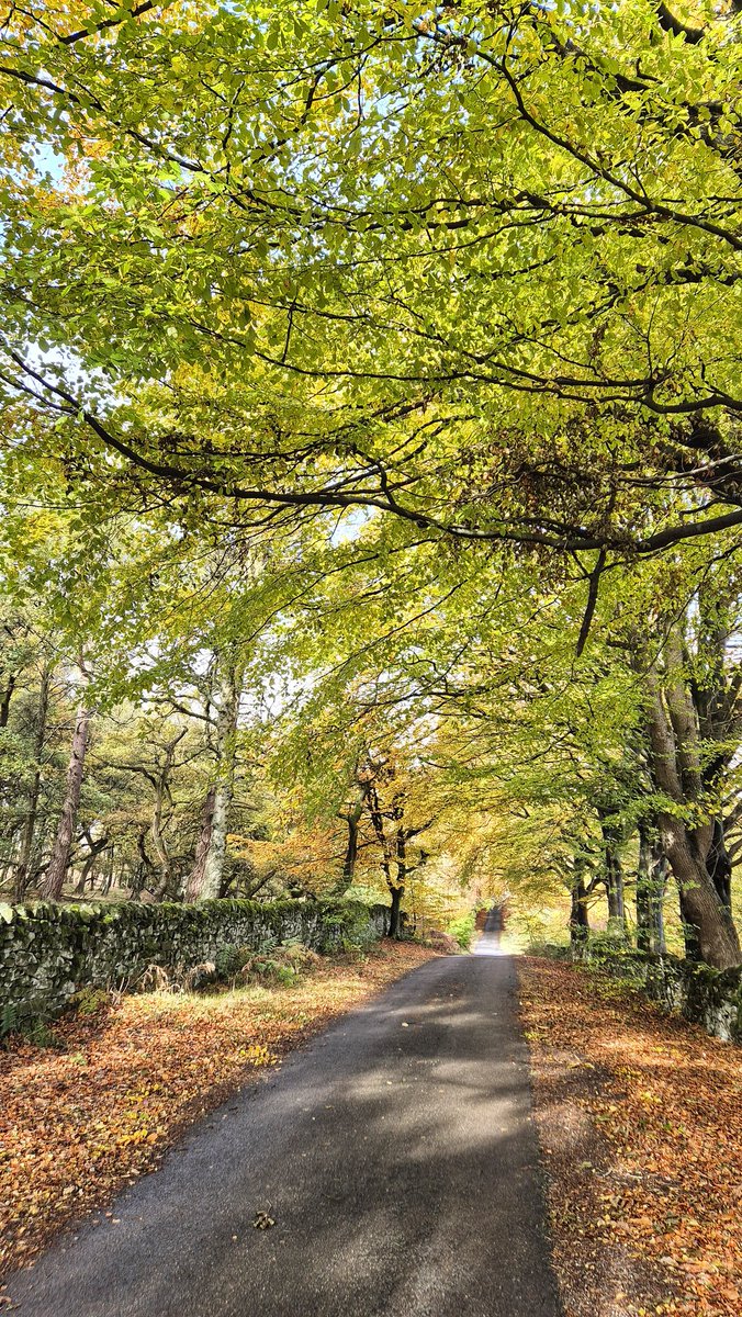 There is this one road, hidden away between Grindleford and Hathersage in the #PeakDistrict, that I have to visit at least once each autumn, to see the colours. It was looking beautiful at lunchtime today 🍂

(Photos need a click to expand)