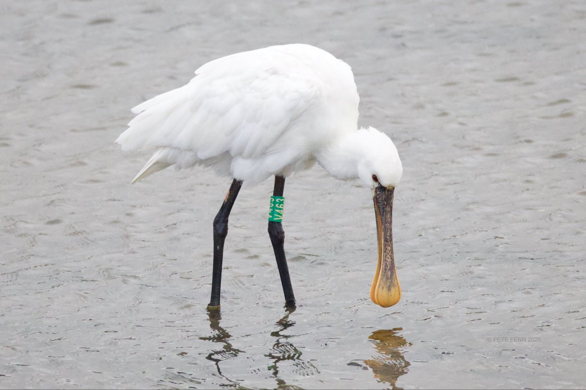 Spoonbill with green ring V463 still at Hayle, Cornwall last week. He/she’s been there for a couple of years now, has grown into adult plumage and bill and now has a couple of companions for company. #WaderWednesday #UKBirds
