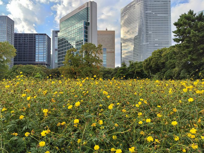 花 風景 （I） 木漏れ日でキラキラ輝く花が素敵✨ 📍 東京都葛飾区・水元公園