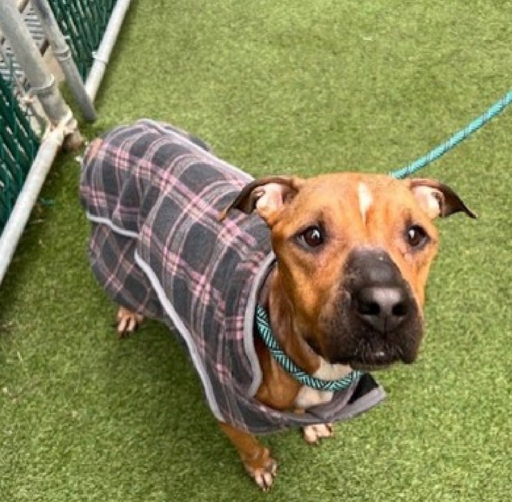 Myra May 239400
She is off the kill list but is still a #PriorityMedical 
Has mass on hip that needs further dianostics🚑
She is 10 yrs old and needs a good home for her golden years and proper medical care 
Let's find her happily ever after!
nycacc.app/browse/239400