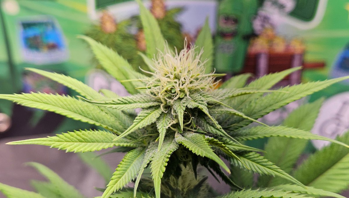 420 Farming tweet media