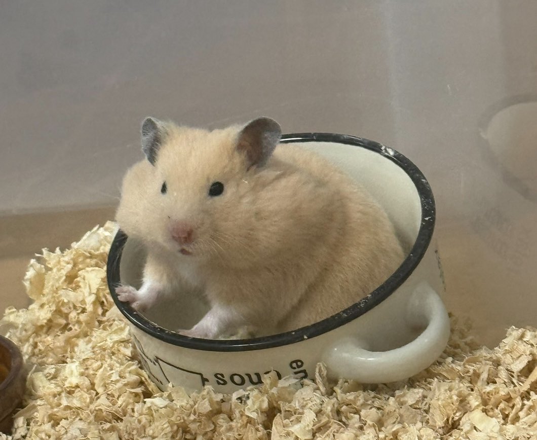 Cv3Fp's tweet image. ためこむ系ハムスター