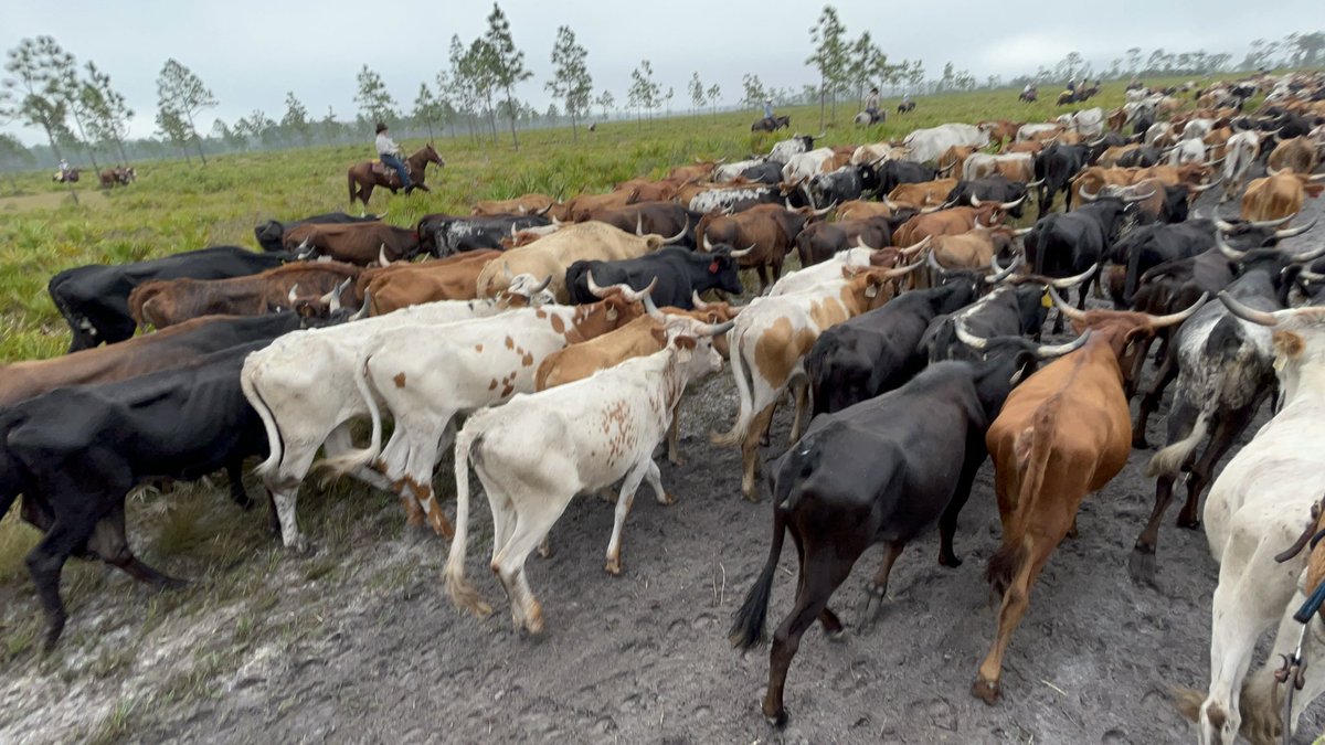 Florida ranks number nine in beef cattle production in the US and has a significant impact on Florida’s economy. As your past Commissioner of Agriculture, I have and will always stand with our ranchers. #NoArgentinaBeef