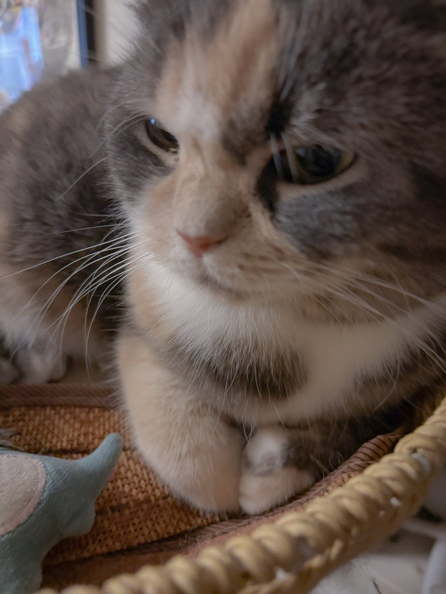 子猫のふうこ on X