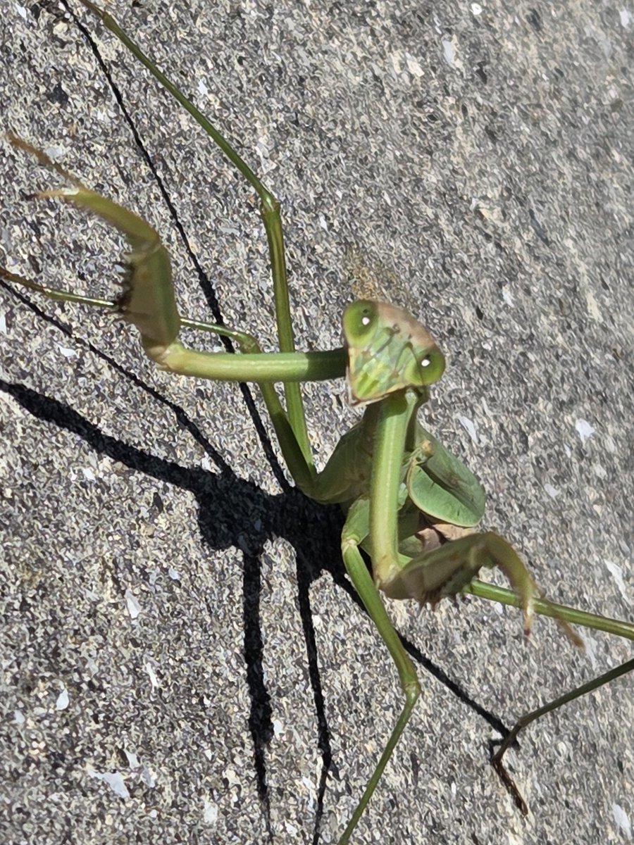 おおかまきり様　ありがとうございます オオカマキリ