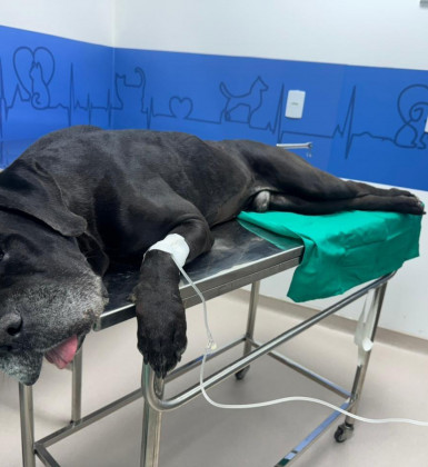 del_brunolima's tweet photo. Cãozinho Scooby, baleado durante megaoperação do Rio, passa por cirurgia e recebe alta 🙏

Excelente notícia! Que ele se recupere logo. https://t.co/XCYHTcDKdk