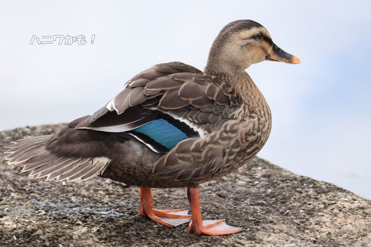 この子は８月下旬生まれで、まだ生後２週間も経たないうちに池の清掃で水が抜かれママがいなくなった。
池にひとり残されピーピーないていたヒナ。
大雨を小さなヒナはひとりで耐え抜いた。
今年の秋の猛暑はママの温もりを失ったヒナには逆にありがたかった。
ひとりでよくがんばったね。すごいよ。🥹