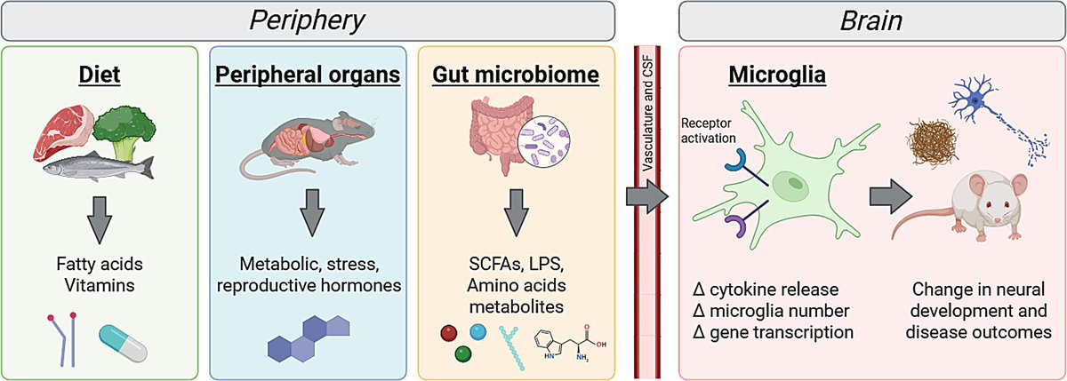 MolNeuro's tweet image. &apos;#Microglia sensing of #peripheral signals that bridge the brain and body&apos;

Claire E. Young &amp;amp; Melanie A. Samuel @SynapsesInSight @BCMDeptMedicine @bcmhouston #neurodegeneration

…arneurodegeneration.biomedcentral.com/articles/10.11…