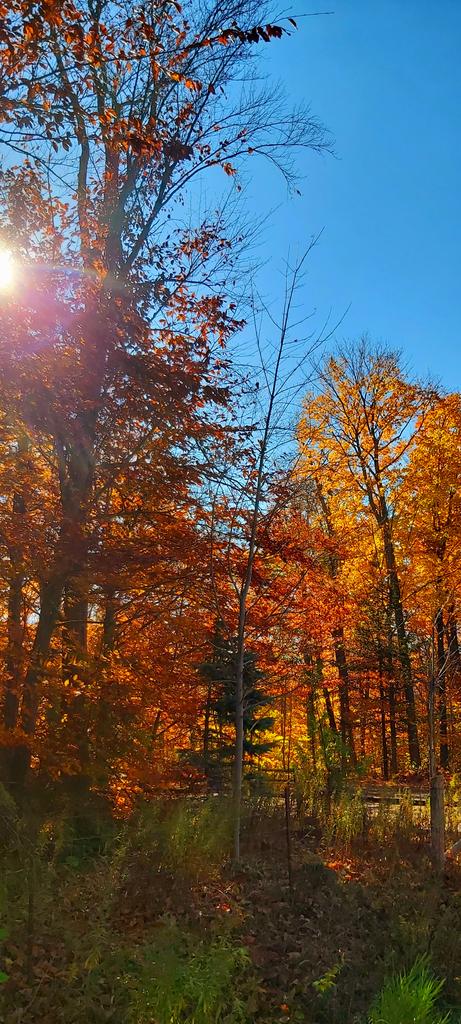 mohamudmohamud's tweet image. Hello everyone, good morning 
#sunrise #goodmorning #helloeveryone #fallcolors