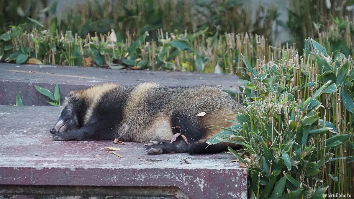 【たぬき様】専用 みやり※ カワサキ Ninja ZX－25R SE 取扱説明書付き 3年