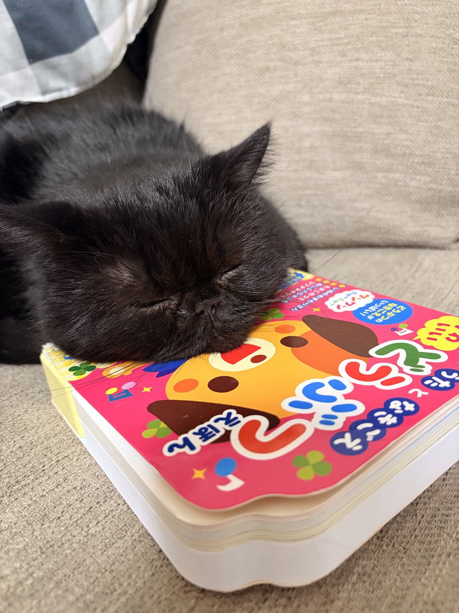 甘えん坊エキゾのうに (@uni2018223) / Posts / X