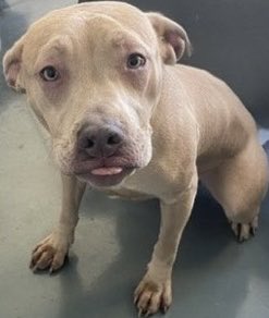 Goldie, 1️⃣yr old baby girl, came in as “stray” to the Queens ACC of NYC😔
This sweet baby w/the precious pic is 🆕 Hope🛟  💉 🎯 This beautiful baby is so petrified she has to be picked up &amp; carried 😭 ✍️ DM to Foster <a href="/notthesameone2/">Not the Same</a>  Pledge  to 🛟 

nycacc.app/#/browse/239420