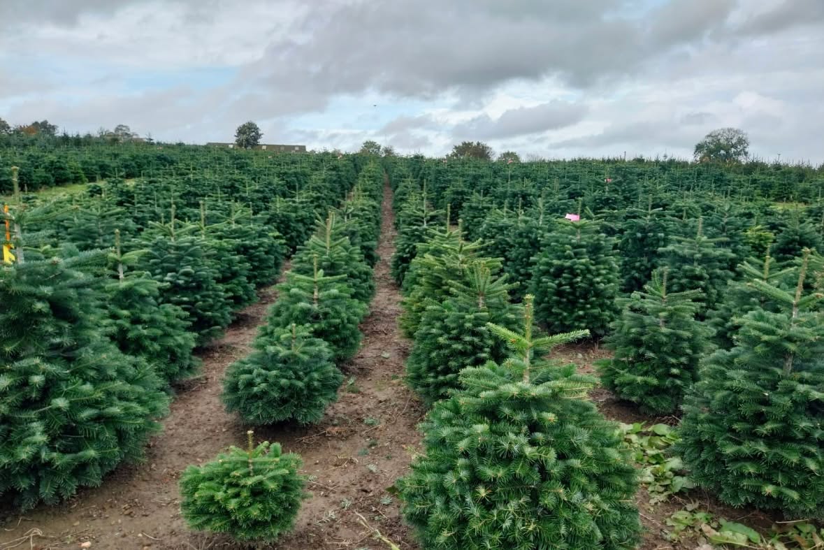 Our Christmas Tree plans are in place, and harvest has begun for some of our Special Premium Christmas Trees that will be leaving Edenmill early this year
Stockiemuir Road
Glasgow G63 9AX

info@edenmill.co.uk
#CHRISTMASTREEFARM #GLASGOWCHRISTMASTREEFARM #LOCHLOMOND #STIRLING