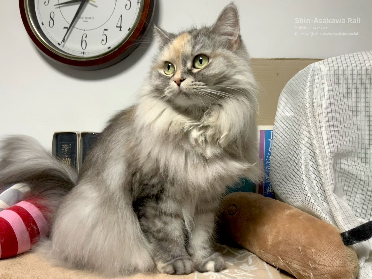 ねこ asakawa（第一） on X