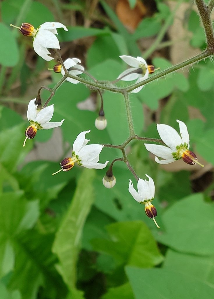 ラスト！激ヤバ実生選抜 【 Loop plants 005 】 検 冰雹 麻花龍 ラスト！激ヤバ実生選抜 【 Loop plants 005 】 検 冰雹 麻花龍