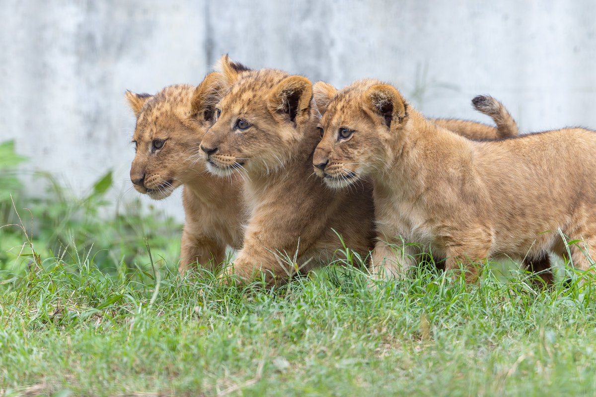 こどもたち🦁
#のんほいパーク