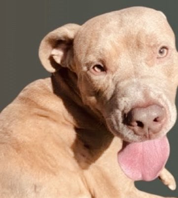 Kyle is a 2️⃣ yr old boy who arrived “stray”
To the Queens ACC of NYC 😖 He looks like he’s related to Goldie, another petrified puppy😭 He’s 🛟 only • 💉🎯
Pledge 2️⃣🛟  DM <a href="/notthesameone2/">Not the Same</a> to Foster Kyle 🙏🏻This poor boy is so afraid!

nycacc.app/#/browse/239746

#SaveKyleQueensNYC