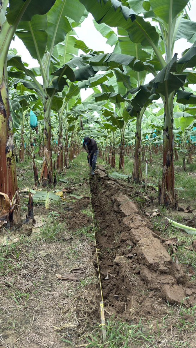 New Project Launch
Eko2o, our agtech subsidiary, has started an $85K revenue project installing advanced irrigation systems across 15 hectares (37 acres).
This is just the beginning—the client has 3,000 hectares (7,400+ acres) slated for future installation.

Execution today,