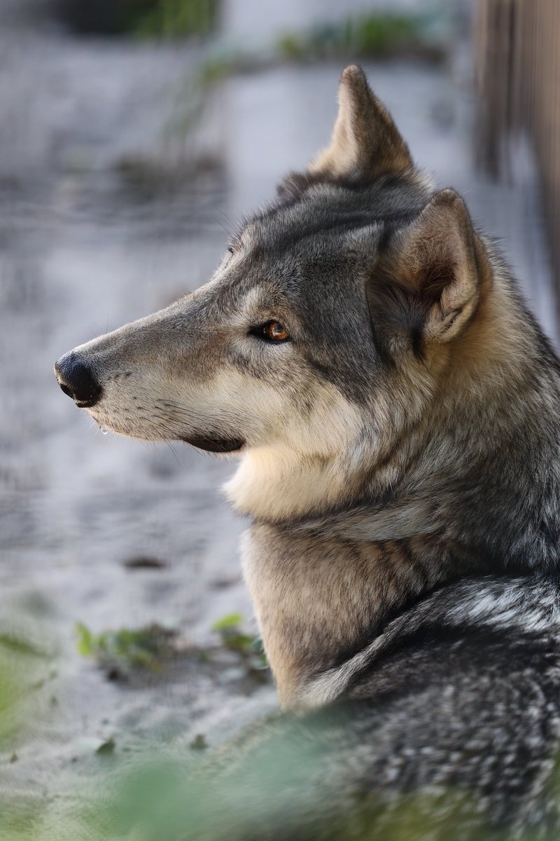 ぐれいうるふ (@ookami_graywolf) / Posts / X