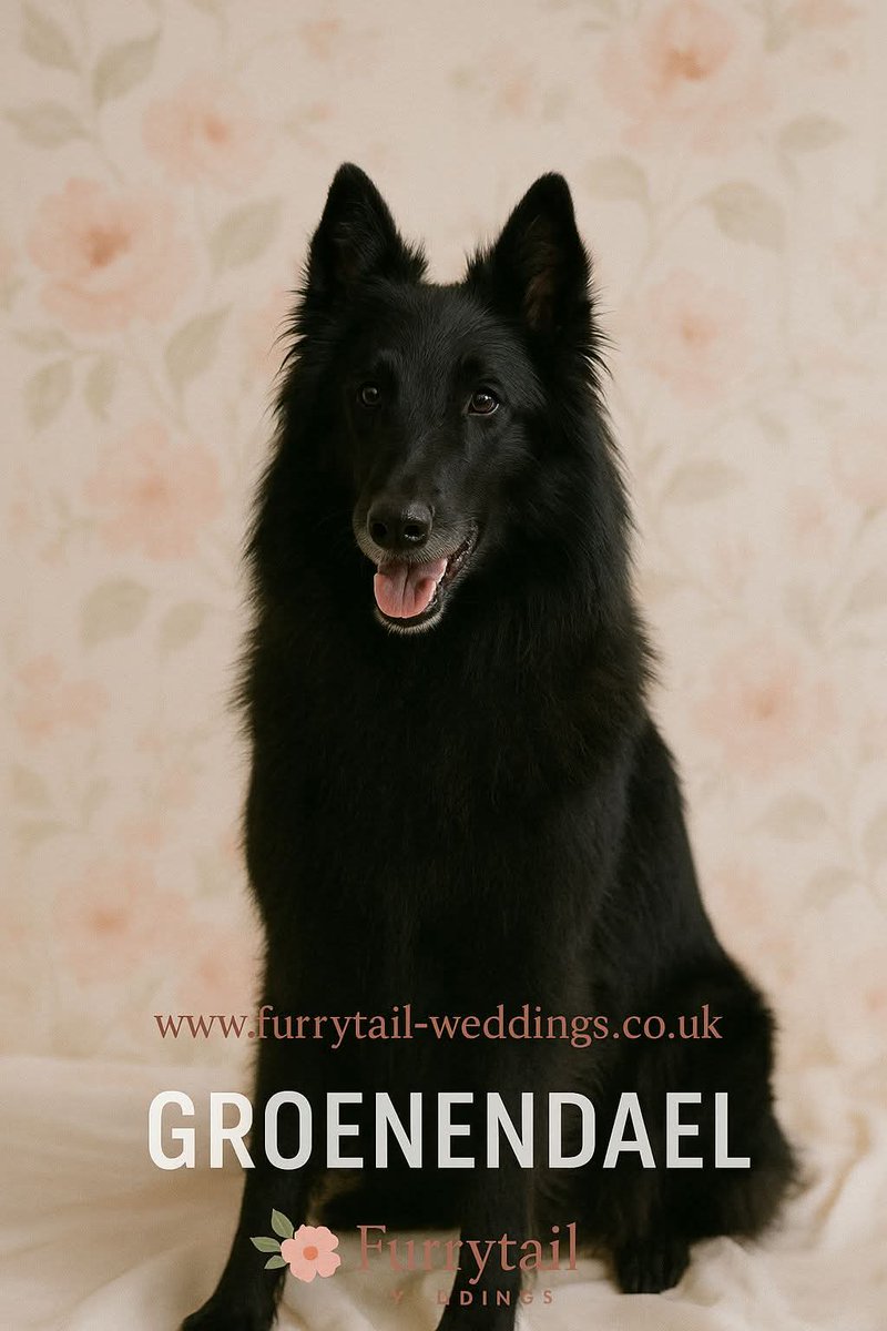 Day 1- 🐾 Breed Spotlight: The Groenendael 🇧🇪
Find out more here:
facebook.com/share/p/1CaKp4…

#groenendael #dogsofkent #dogsoflondon #dogsofessex #dogsofsurrey #dogsofsussex #dogs #dogchaperone #furryfailweddings #DogLovers #LoveYourW #dogsoftheworld #dogsofX #sheparddog #더블유