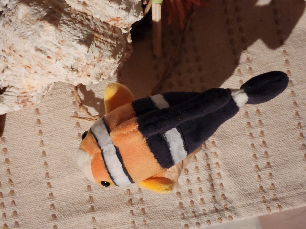 手渡し希望】Almond 5'7 フィッシュ FISH ※8/23本日限り※ 手渡し希望