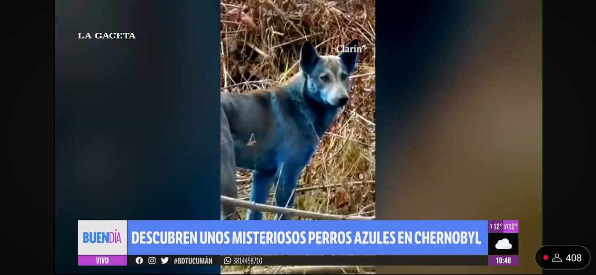 Capaz que están en campaña pintando perros