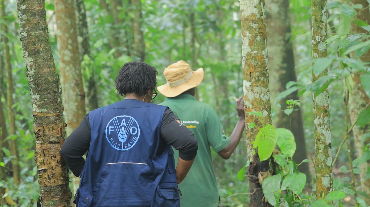 Uganda secures $31 million from <a href="/theGCF/">Green Climate Fund</a> for Africa’s first-ever results-based climate project, to be led by <a href="/FAO/">Food and Agriculture Organization</a> with the Govt of Uganda.

The funding rewards efforts that cut net emissions by the equivalent of more than 8 million tonnes of CO₂. 

More👇🏿
fao.org/newsroom/detai…