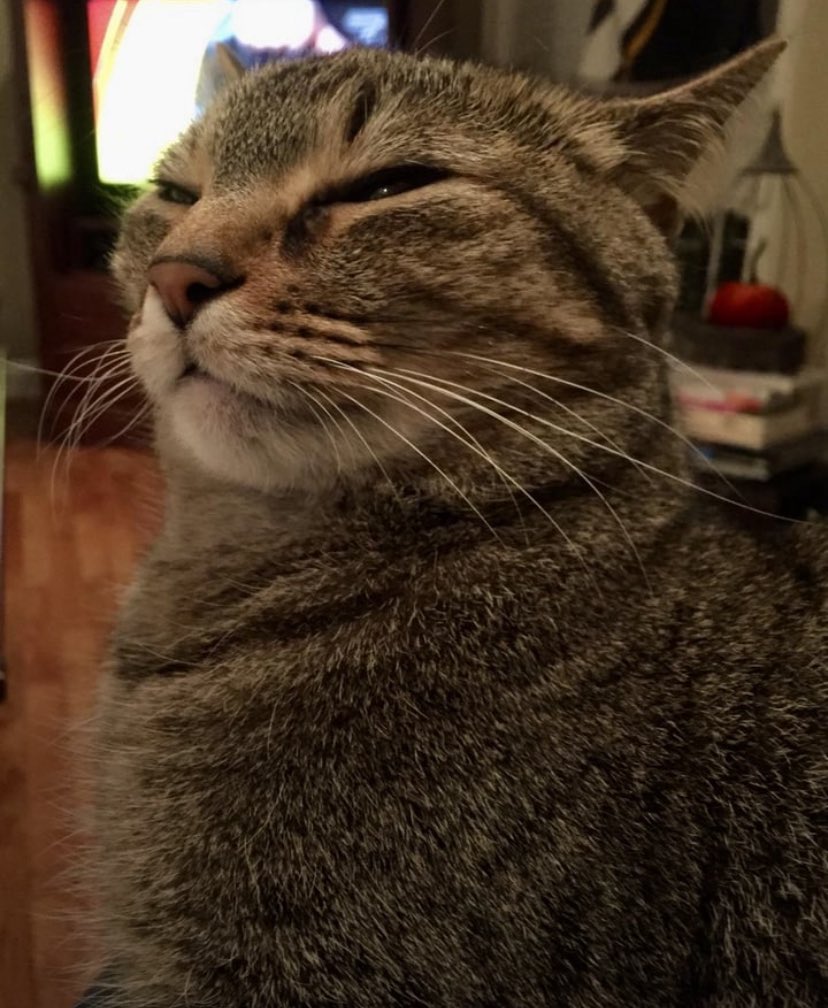 WeAssessCats's tweet photo. She’s trying so hard to have her first ever thought

What is she thinking about… https://t.co/qbIqAalgxB