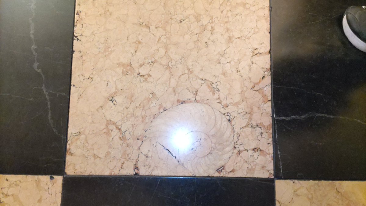 古代の貝 Amazon | 北海道の八雲 風化貝粉末 『古代のカルシウム』240g