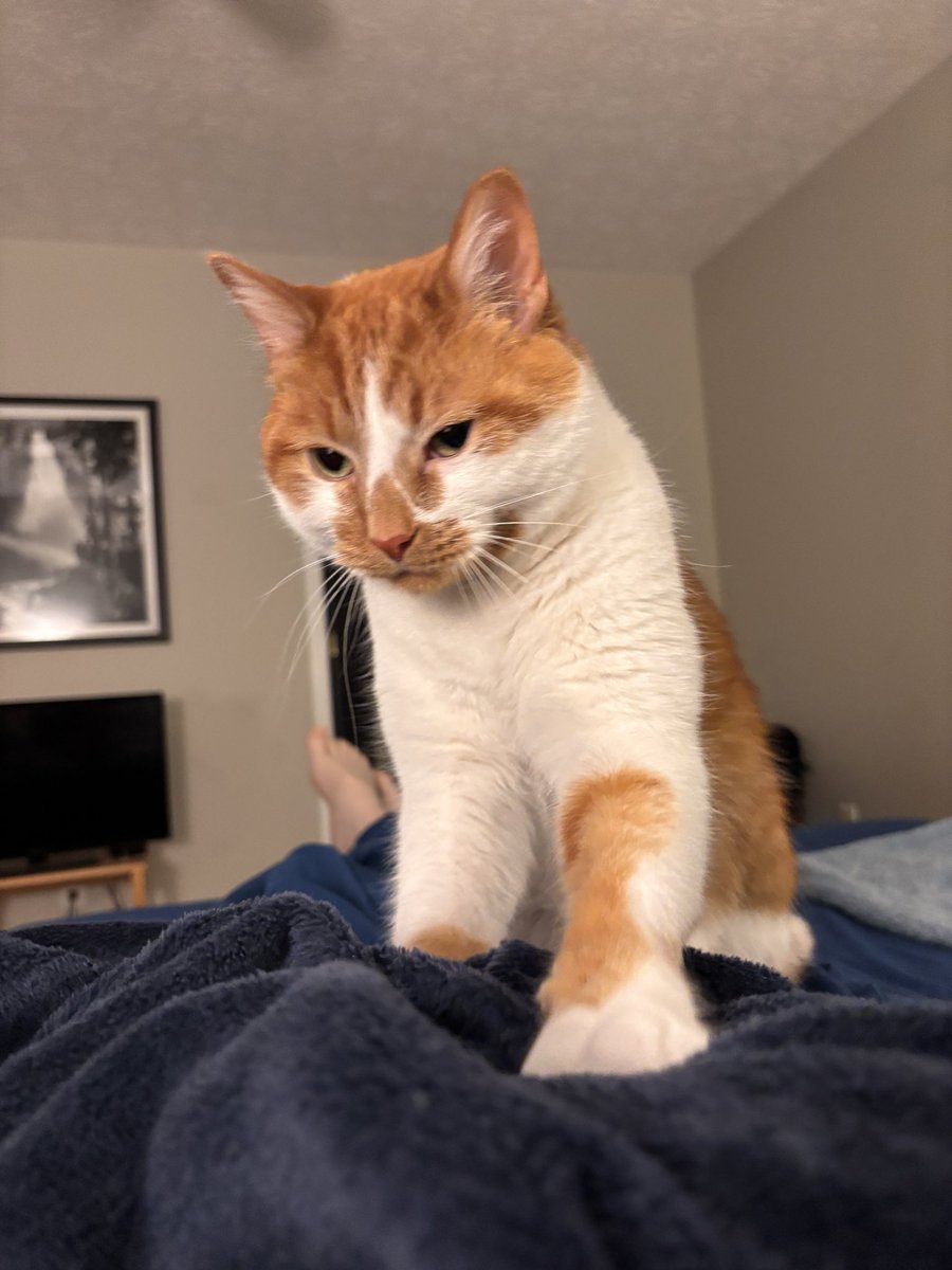 Jax (@jaxthecoocoocat) on Twitter photo 