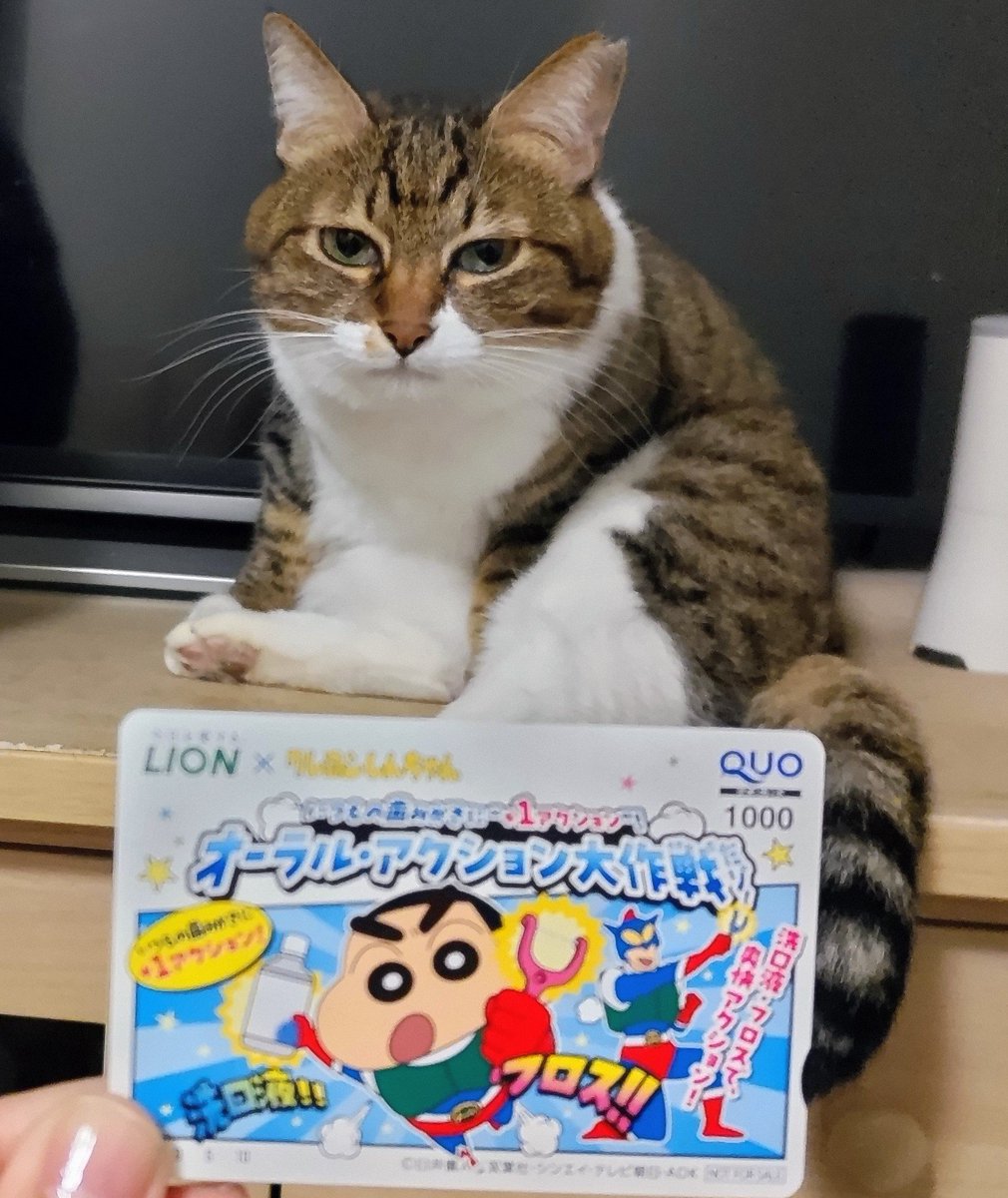 にゃんきち on X