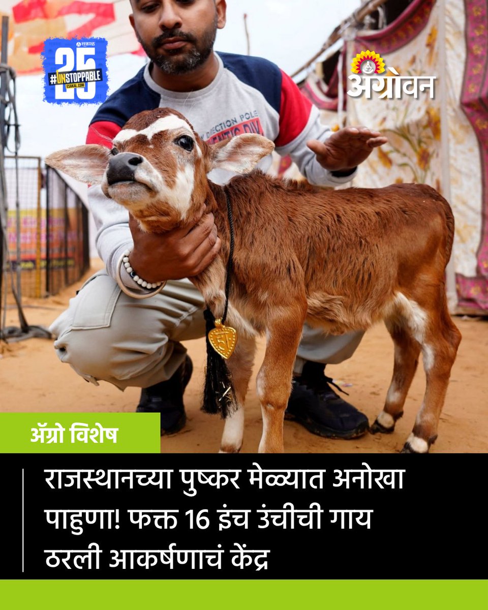 AGROWON's tweet photo. राजस्थानच्या अजमेर जिल्ह्यात भरलेल्या प्रसिद्ध पुष्कर मेळ्यात यंदा जयपूरच्या बगरू येथून आलेली केवळ 16 इंच उंचीची गाय सर्वांच्या चर्चेचा विषय ठरली आहे. या लहानग्या गायीने मेळ्यात आलेल्या प्रत्येकाचं लक्ष वेधून घेतलं आहे.
#PushkarMela #Ajmer #RajasthanNews #MiniCow #SmallestCow https://t.co/7C8c6NFu3i