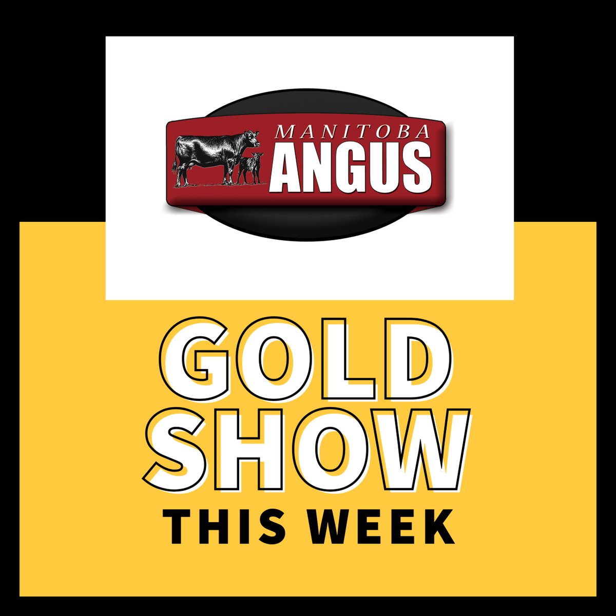 Manitoba Angus Association is hosting a Gold Show on October 30 at Ag Ex, Keystone Centre in Brandon, MB. #cdnangus