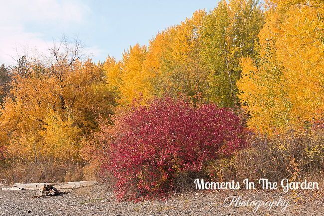 MomentsintheG's tweet photo. Colours galore in Fintry Provincial Park. Yellow and golden hues plus a touch of red. #fallcolours #fintryprovincialpark #leavesturning #seasonschanging #momentsinthegardenphotography https://t.co/NwzcNyhgkq