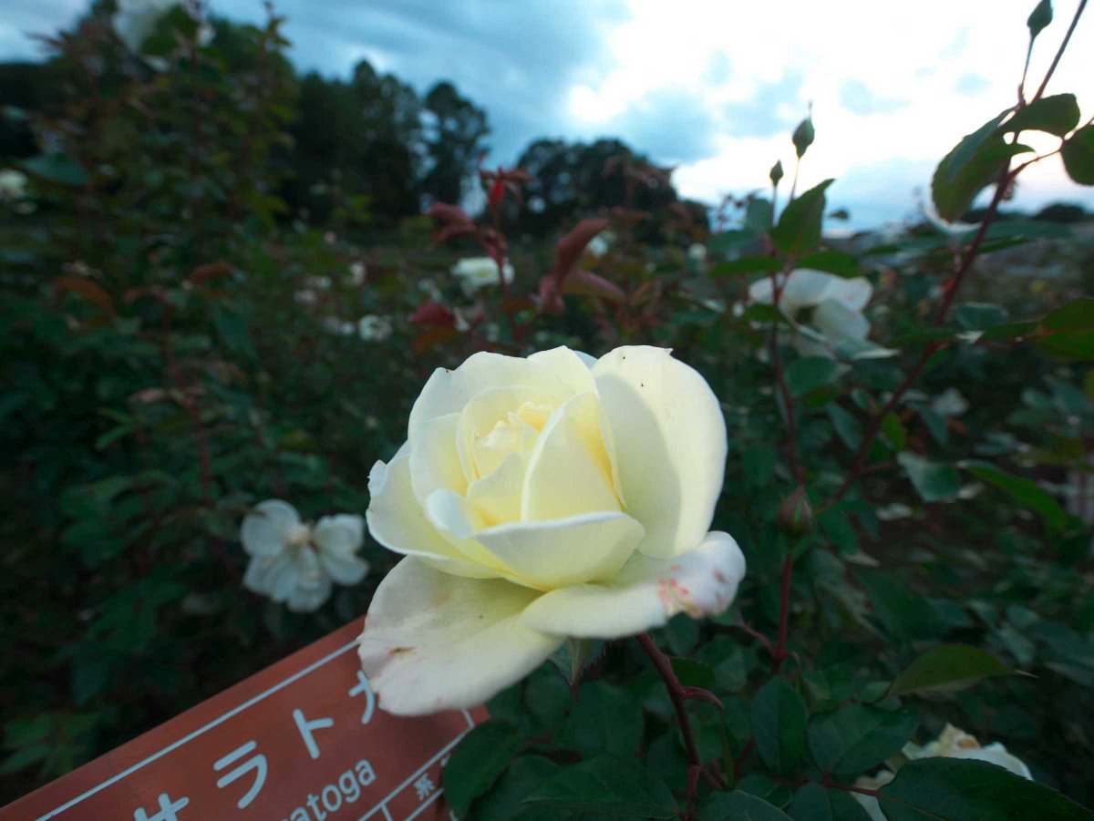 moemagr's tweet photo. □ 夕方の薔薇園 神代植物園
火曜の夕方、数名が写真を撮りに来てました
日没で閉園 https://t.co/xQLnOxzUhC