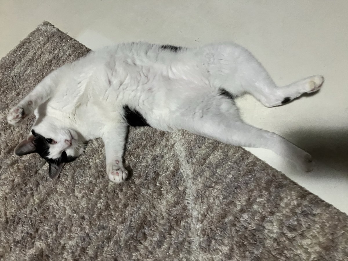 ハチワレ猫様 ハチワレ猫ぽんたと過ごした1114日 | 宮脇灯子 |本 | 通販 | Amazon