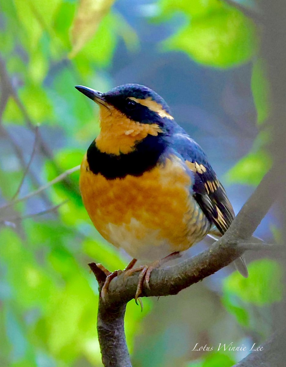 Prospect Park, Brooklyn:  More pictures of the Varied Thrush, our Lone Ranger from Pacific Northwest.  Look how handsome he is! 😍😍❤️ #variedthrush #thrush #birds #birdwatching #wildlife #fallmigration #rarebird