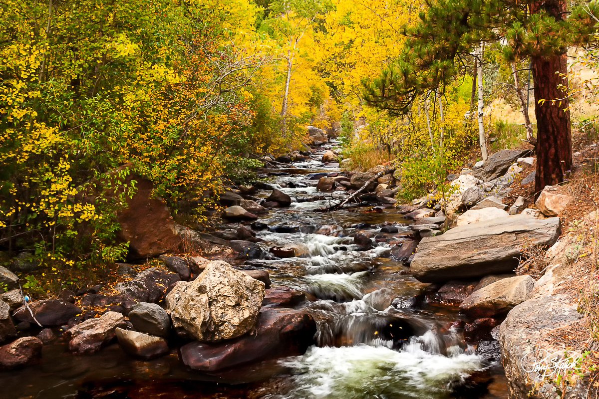 perryralph's tweet image. Welcome to Water Wednesday #WaterWednesday 

“Mountain Stream and Fall Colors”

A small stream in the Rockies with aspen trees along the edge in peak color. #FallColor #Colorado #Photography
