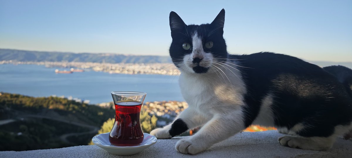 __zenzen's tweet photo. Kedi çay ve manzara .... https://t.co/aMlvoMkBqo